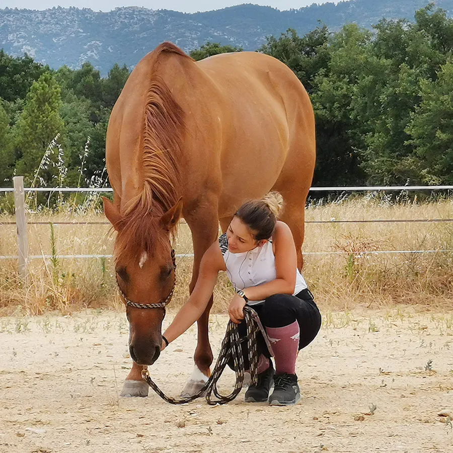 DEBOURRAGE | Travail du jeune cheval