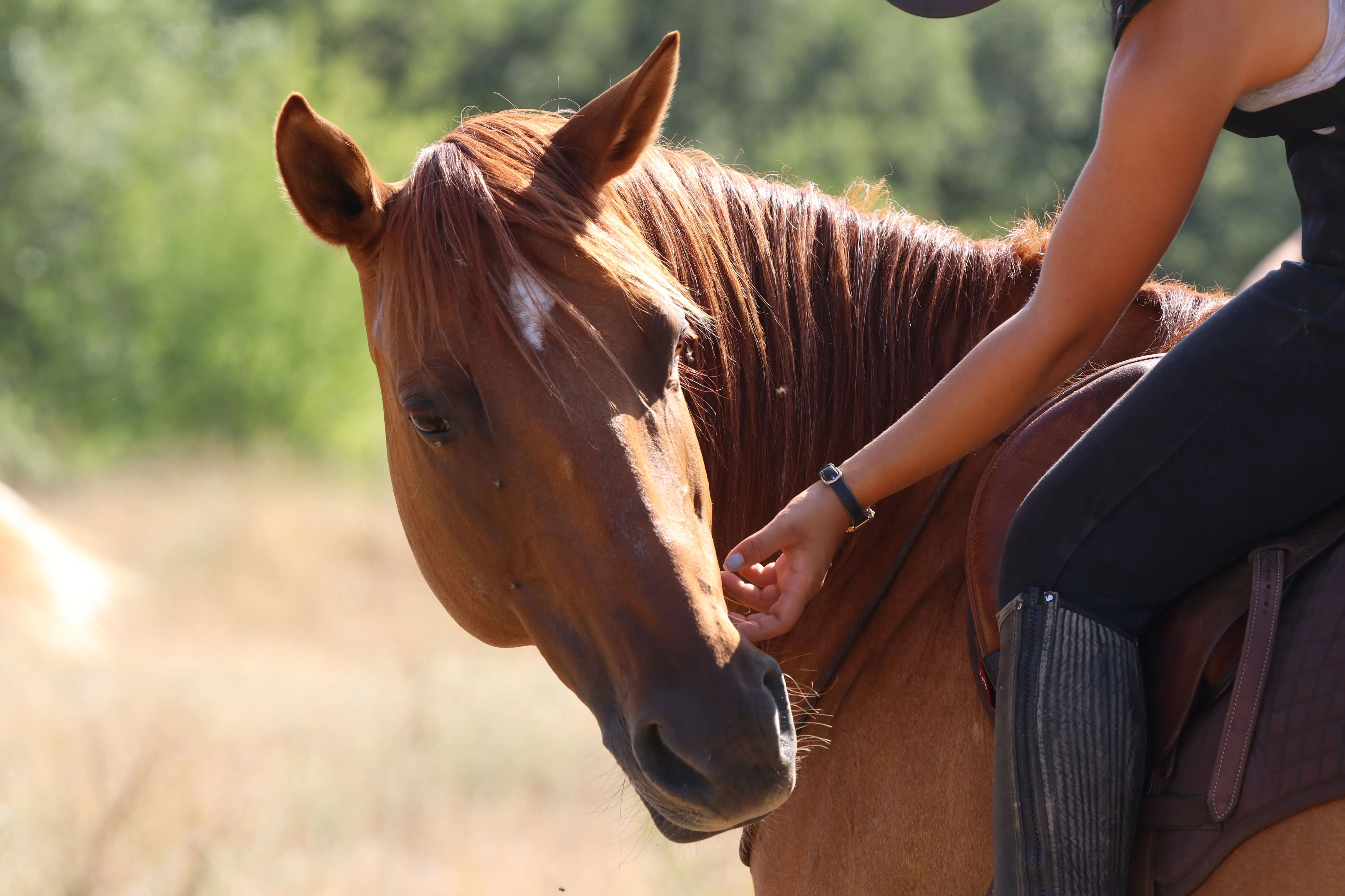 Education | Equitation éthologique | Monte sans mors - image secondaire