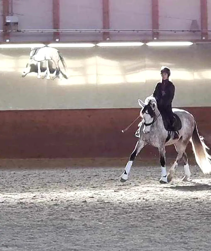 Entrainement du cheval