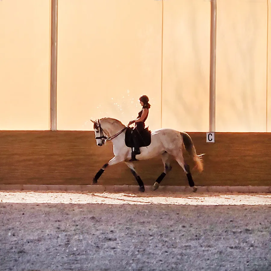DRESSAGE | Locomotion